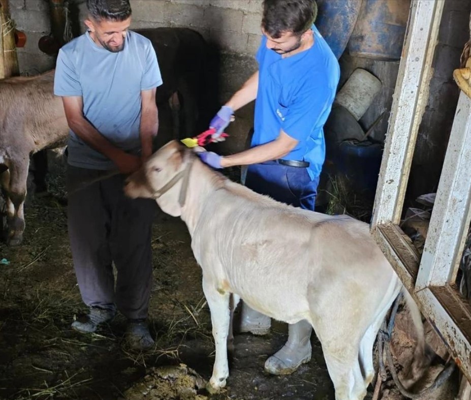 HAKKARİ'DE EKİPLERİN AŞILAMA VE KÜPELEME MESAİSİ