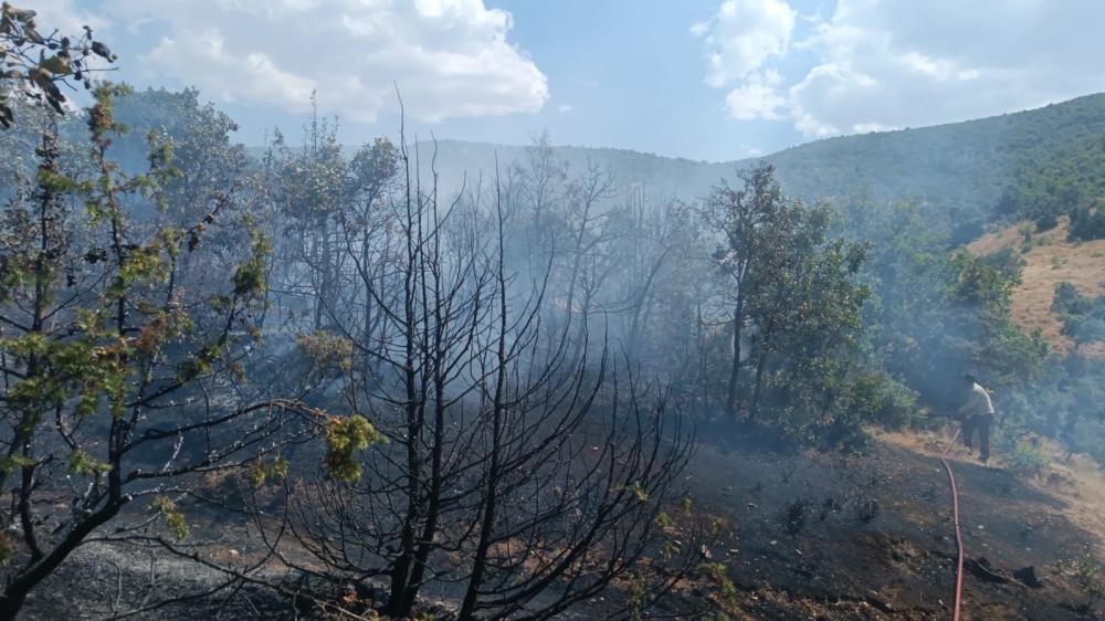 BİNGÖL'DE ORMAN YANGINI: EKİPLER KISA SÜREDE KONTROL ALTINA ALDI