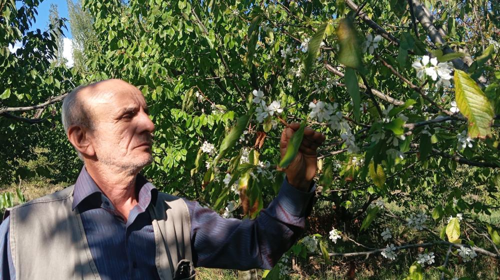 Taşova'da İklim Değişikliği: Kiraz Ağaçları Mevsim Normallerinin Dışında Çiçeklendi