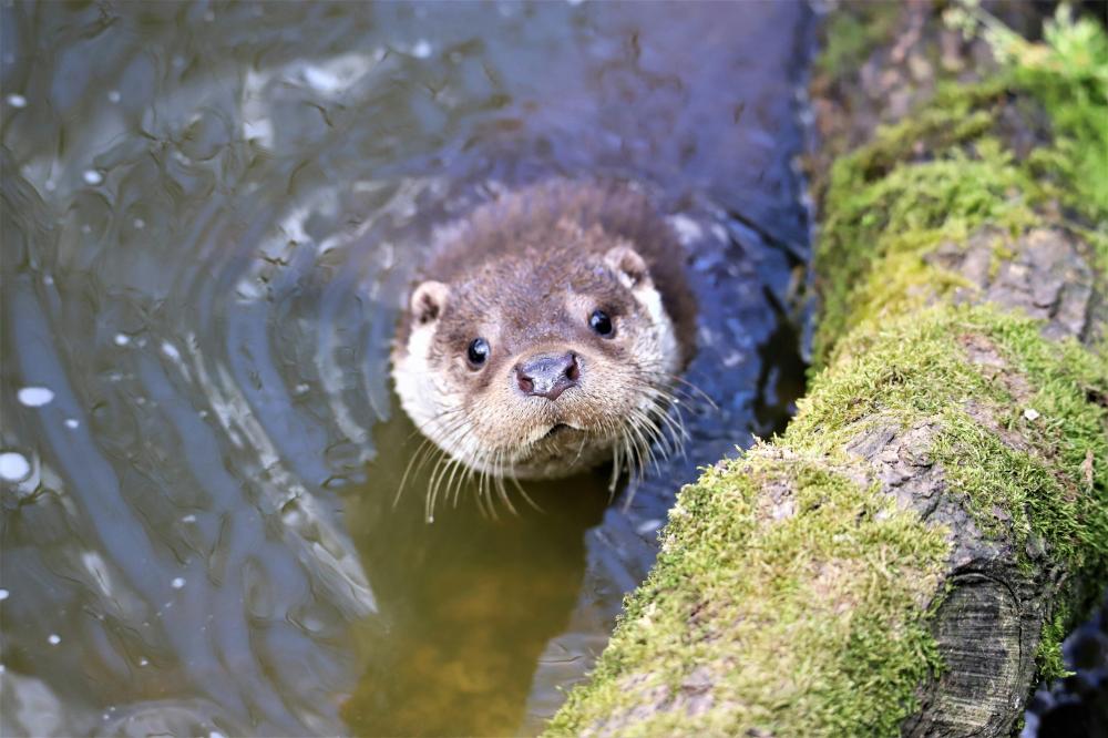 SU SAMURLARI YAŞAM ALANI İSTİYOR