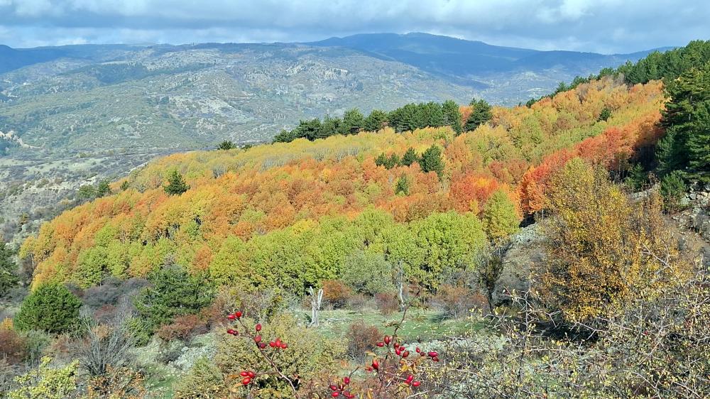 BEYPAZARI YAYLALARINDA RENK CÜMBÜŞÜ YAŞANIYOR: