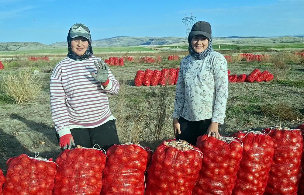 KURU SOĞAN TARLADA 5 TL ALAN YOK: