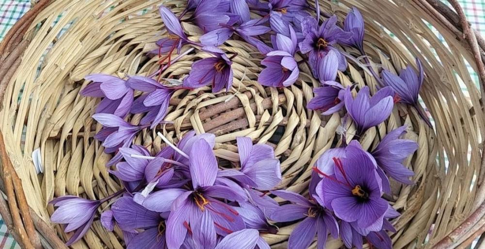 KURAKLIK KOZAN’DA SAFRANI VURDU: VERİM 5’TE 1’E DÜŞTÜ