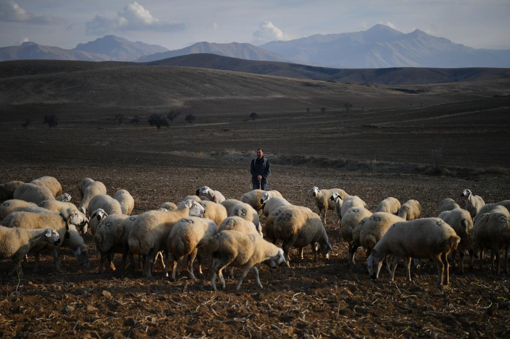 BAŞKAN BÜYÜKKILIÇ’IN PROJESİ İLE KIRSALDA KOYUN SAYISI ARTTI, MERALAR CANLANDI
