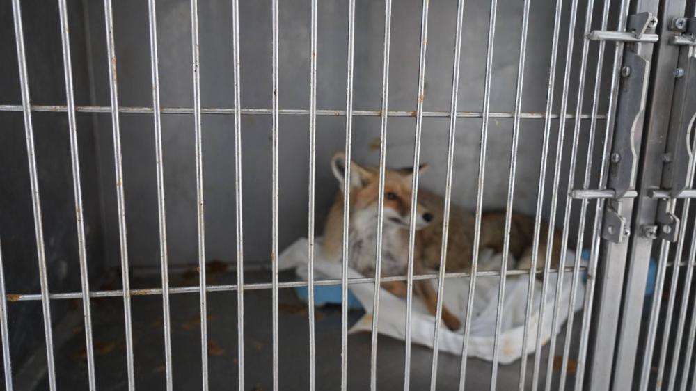 Yaralı tilki tedavisinin ardından doğaya geri bırakıldı