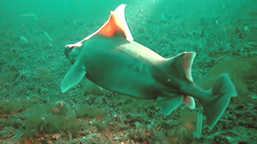 DERİN MARMARA GİDEREK ÖLÜ BÖLGEYE DÖNÜŞÜYOR