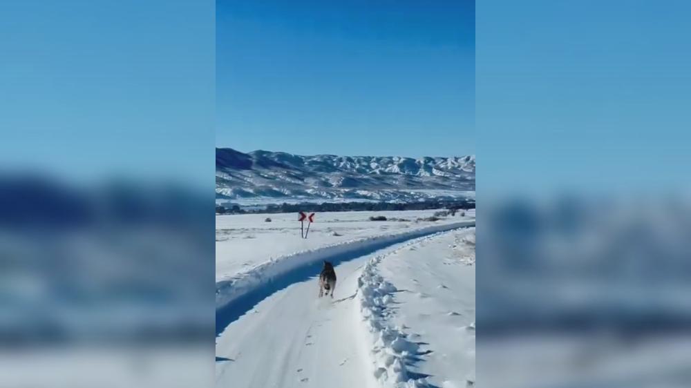 BİNGÖL\'DE UMKE ARAÇLARINA KURT EŞLİK ETTİ