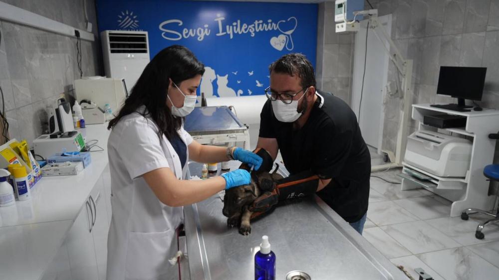 ADIYAMAN BELEDİYESİ’NDEN 2025’DE CAN DOSTLARINA TAM KAPASİTE HİZMET: GÜNDE 30 İHBAR, 2 BİNİ AŞKIN HAYVANA ŞİFA.