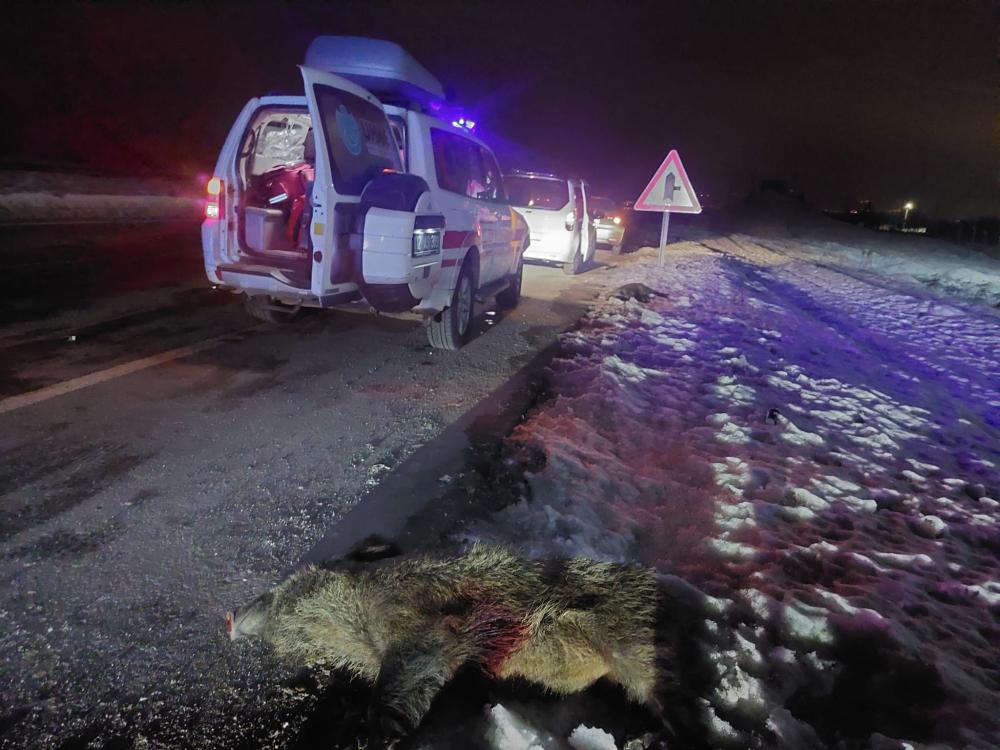 Bingöl-Muş Yolunda Domuz Sürüsü Kazaya Neden Oldu: 3 Yaralı