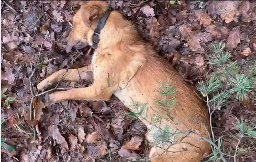 ÜÇ KÖPEĞİN KATLEDİLMESİNE TEPKİ