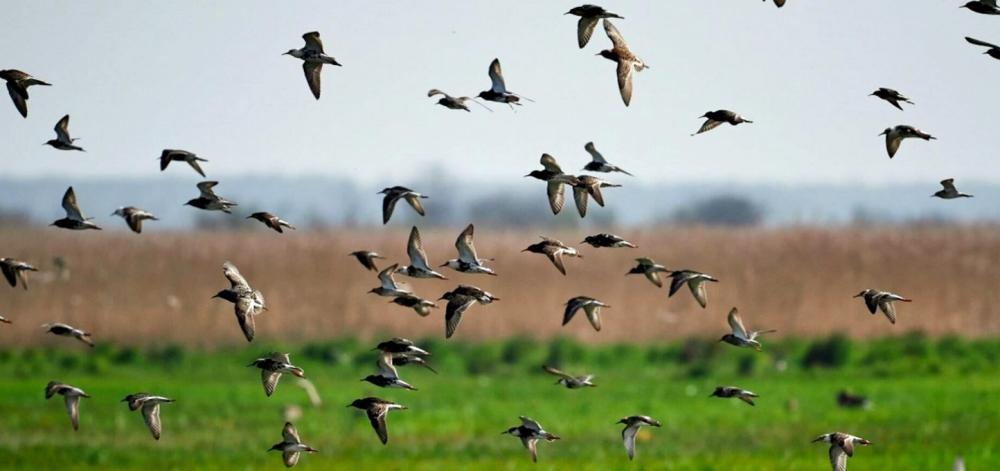 KUZEY AMERİKA’NIN KUŞLARI TEHLİKEDE