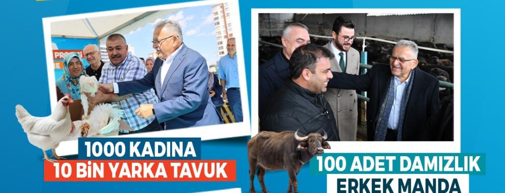 BÜYÜKŞEHİR İLE KAYSERİ, HAYVANCILIKTA YÜKSELİŞTE: KOYUN, ARI, MANDA, TAVUK