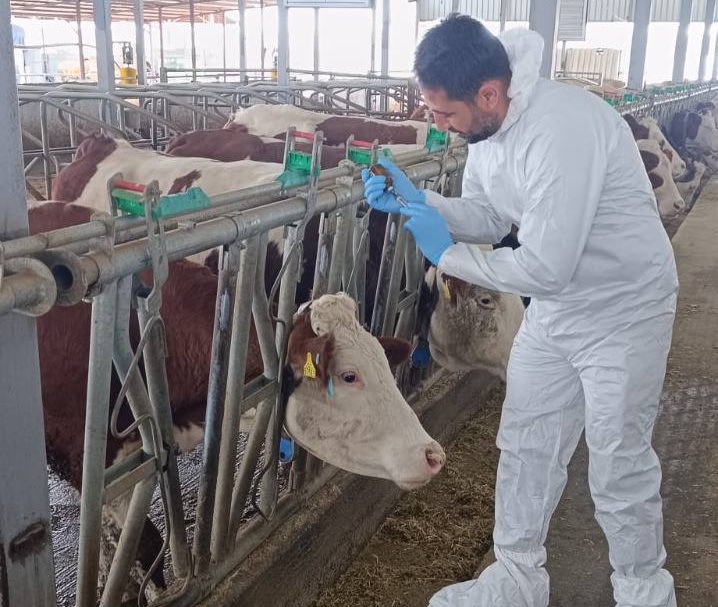 Abdulkadir Akkan: Şap Aşılaması Seferberliği İl Genelinde Sürüyor