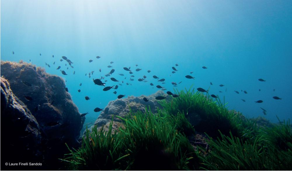 AKDENİZ'İN MAVİ ORMANLARINDA SESSİZ YIKIM