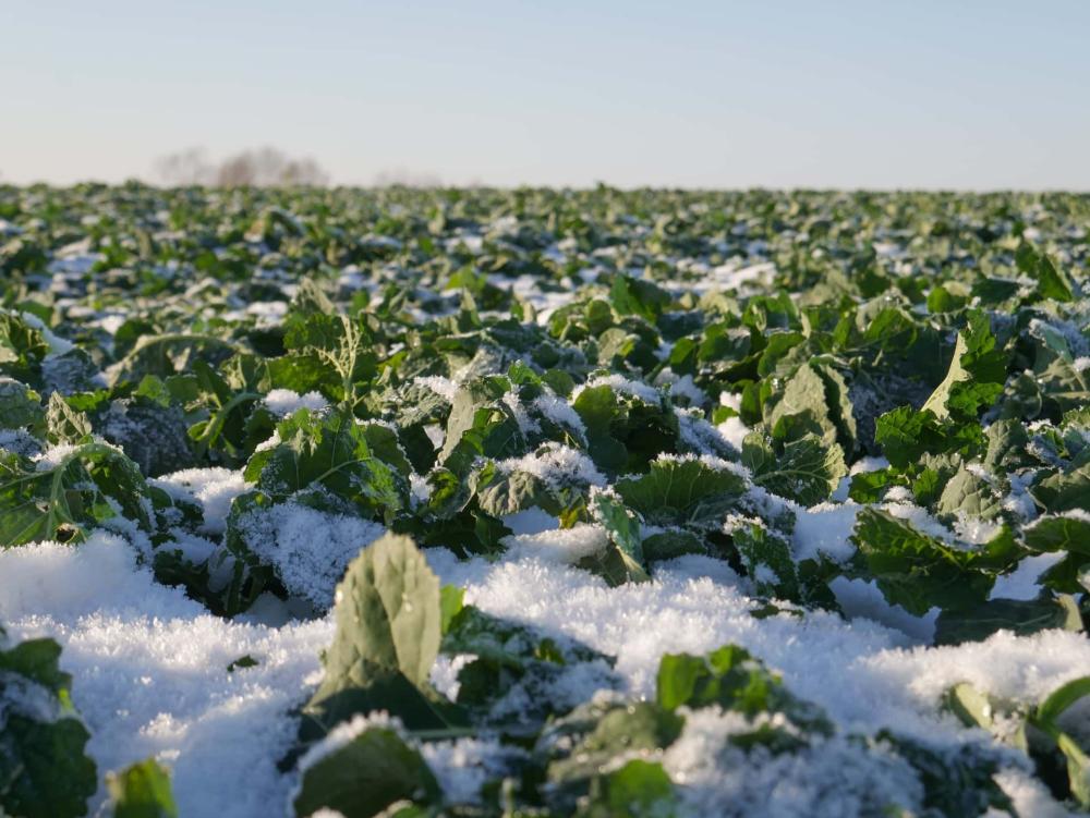 ZİRAİ DON İÇİN RİSKLİ DÖNEM YAKLAŞIYOR