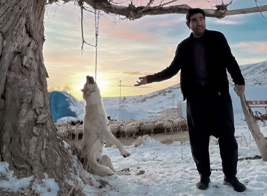 KÖPEĞİ AĞACA ASIP ÖLDÜREN ŞAHIS TUTUKLANDI