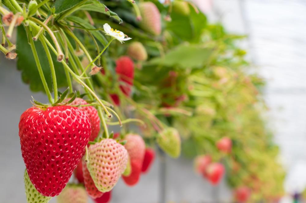 AKILLI SERADA “BİTKİ İHTİYAÇ HARİTASI” DÖNEMİ