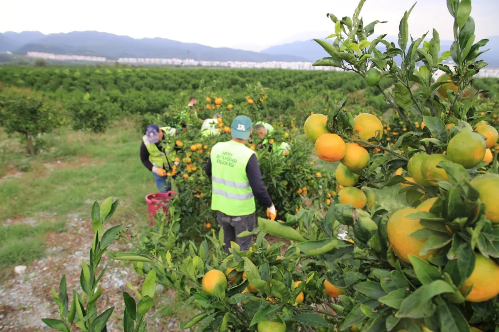 HBB, ÜRETİCİDEN ALDIĞI MANDALİNALARI ÖĞRENCİLERE İKRAM ETTİ